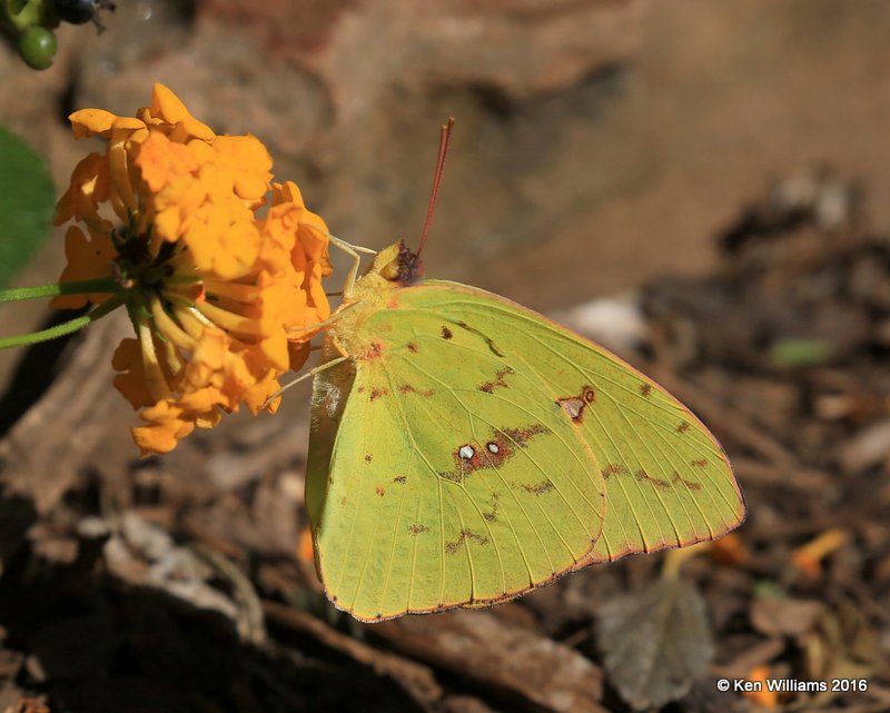 Orange-barred Sulphur female, Owasso yard, Rogers Co, OK, 11-4-16, Jpa_61062.jpg