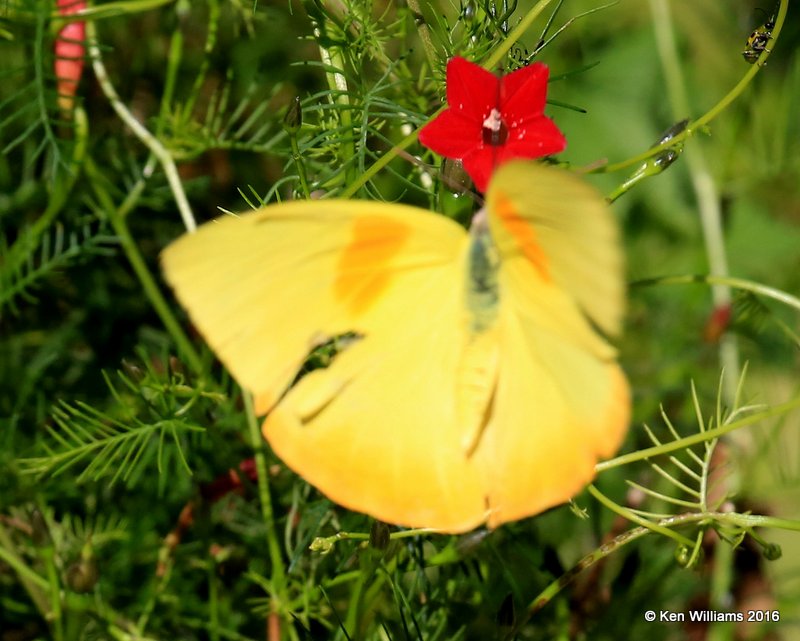 Orange-barred Sulphur male, Owasso yard, Rogers Co, OK, 11-4-16, Jpa_61157.jpg