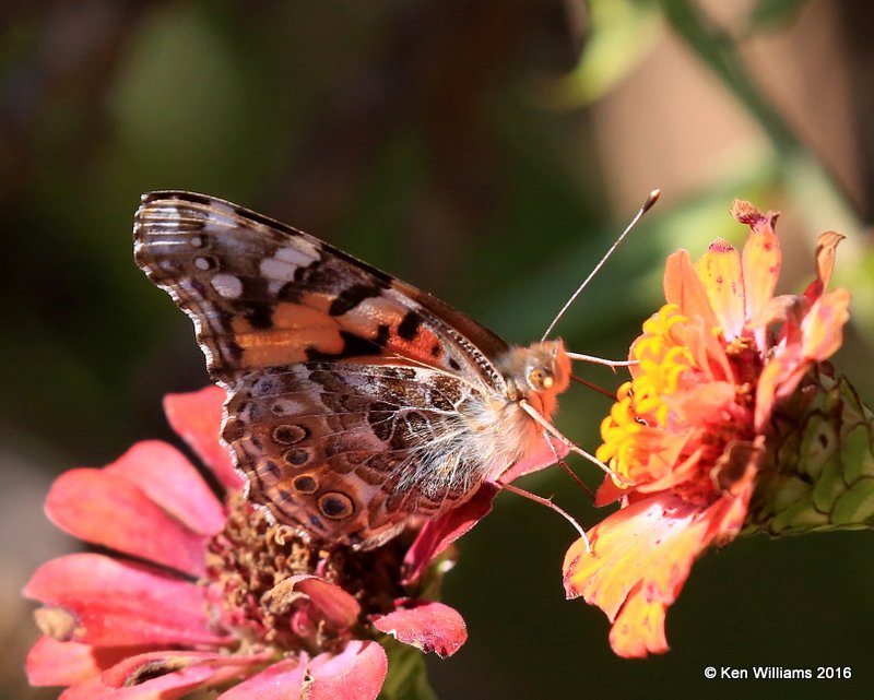 Painted Lady, Owasso yard, Rogers Co, OK, 11-4-16, Jpa_61071.jpg