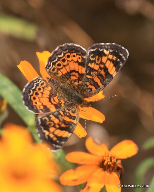 Pearl Crescent, Owasso yard, Rogers Co, OK, 11-2-16, Jpa_60785.jpg