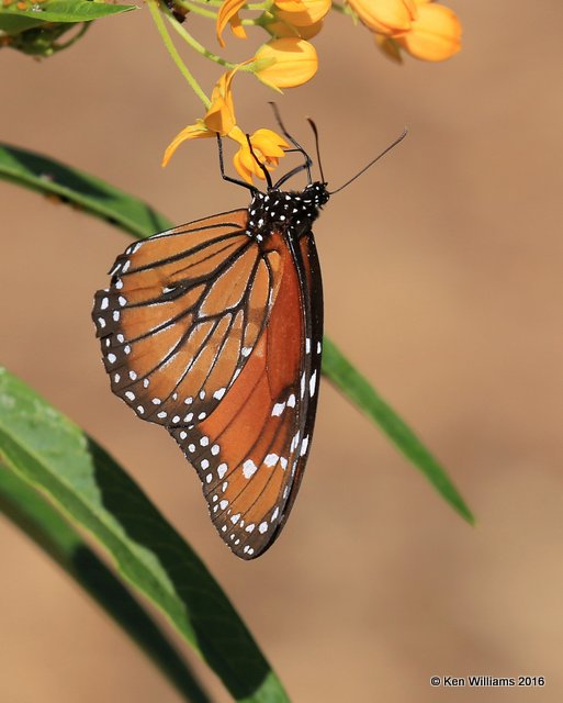 Soldier male, Jenks, OK, 11-6-16, Jpa_61535.jpg