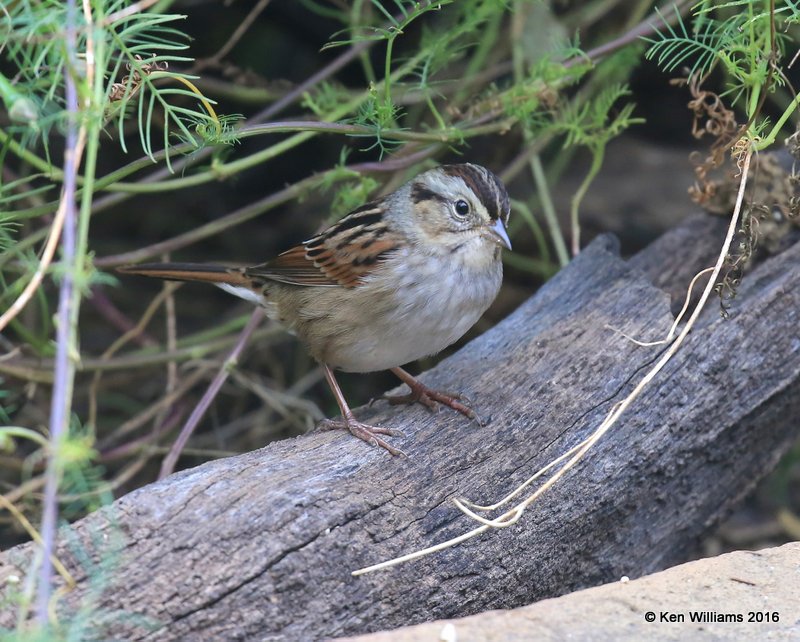 Swamp Sparrow, Owasso yard, Rogers Co, OK, 11-3-16, Jpa_60871.jpg