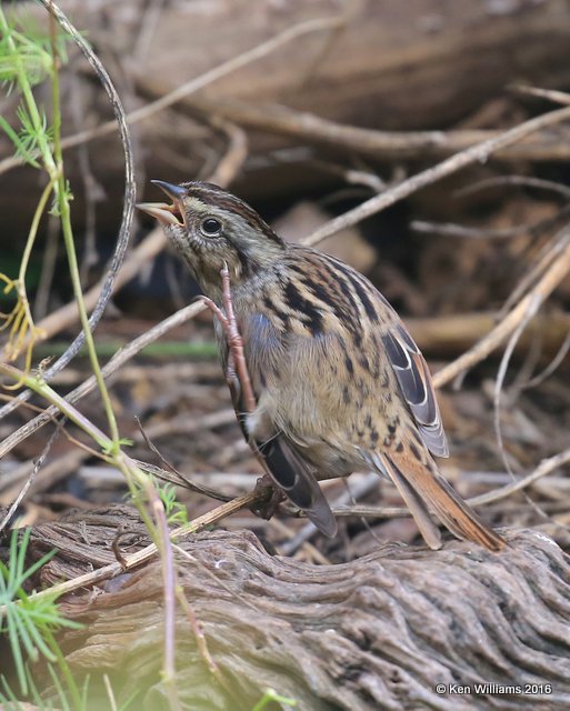 Swamp Sparrow, Owasso yard, Rogers Co, OK, 11-3-16, Jpa_60889.jpg