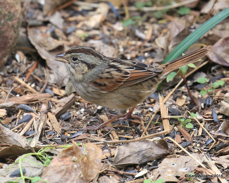 Swamp Sparrow, Owasso yard, Rogers Co, OK, 11-3-16, Jpa_60907.jpg