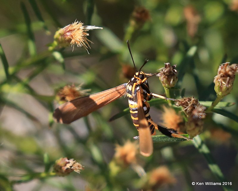 Texas Wasp Moth - Horama panthalon, Tulsa Botanic Garden, OK, 11-6-16, Jpa_61379.jpg