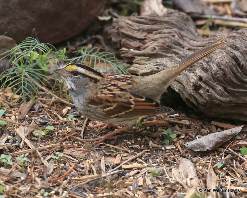 White-throated Sparrow, Owasso yard, Rogers Co, OK, 11-5-16, Jpa_61274.jpg