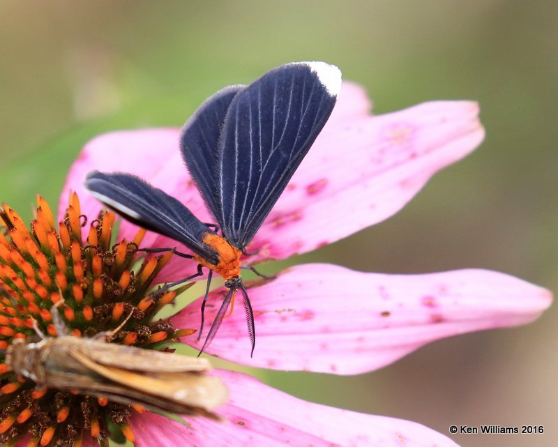 White-tipped Black Moth - Melanchroia chephise, Owasso yard, Rogers Co, OK, 11-2-16, Jpa_60683.jpg