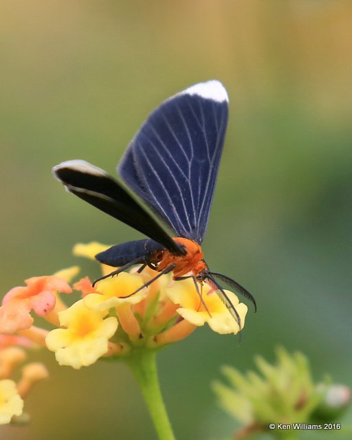 White-tipped Black Moth - Melanchroia chephise, Owasso yard, Rogers Co, OK, 11-2-16, Jpa_60703.jpg