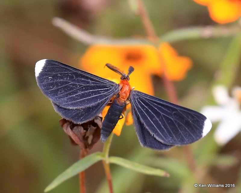 White-tipped Black Moth - Melanchroia chephise, Owasso yard, Rogers Co, OK, 11-2-16, Jpa_60743.jpg