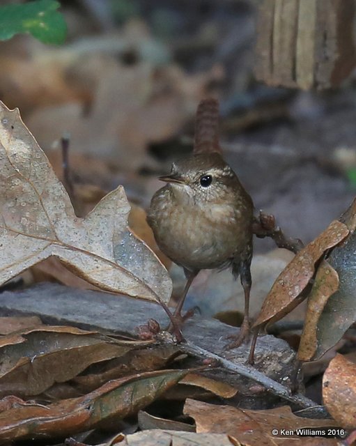 Winter Wren, Jenks, OK, 11-6-16, Jpa_61575.jpg