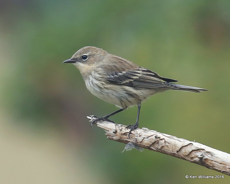 Yellow-rumped Warbler - Myrtle, Owasso yard, Rogers Co, OK, 11-3-16, Jpa_60910.jpg