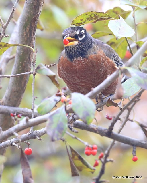 American Robin, Rogers Co yard, OK, 12-3-16. Jpa_62211.jpg