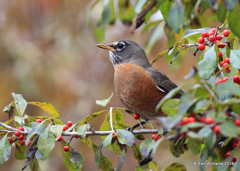 American Robin, Rogers Co yard, OK, 12-3-16. Jpa_62253.jpg