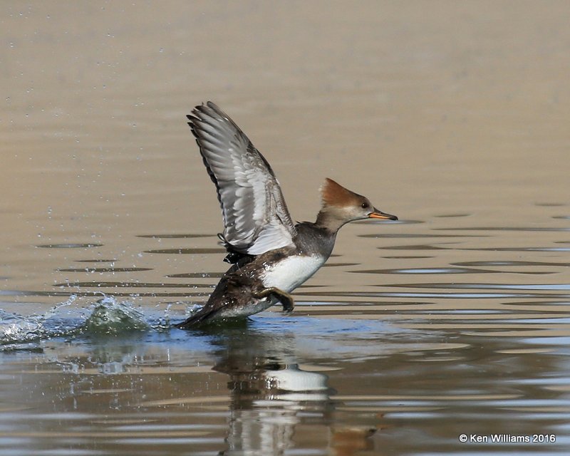 Hooded Merganser female, Tulsa Co, OK, 12-2-16, Jpa_61978.jpg