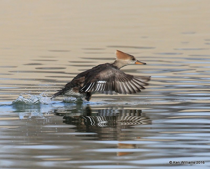 Hooded Merganser female, Tulsa Co, OK, 12-2-16, Jpa_61979.jpg