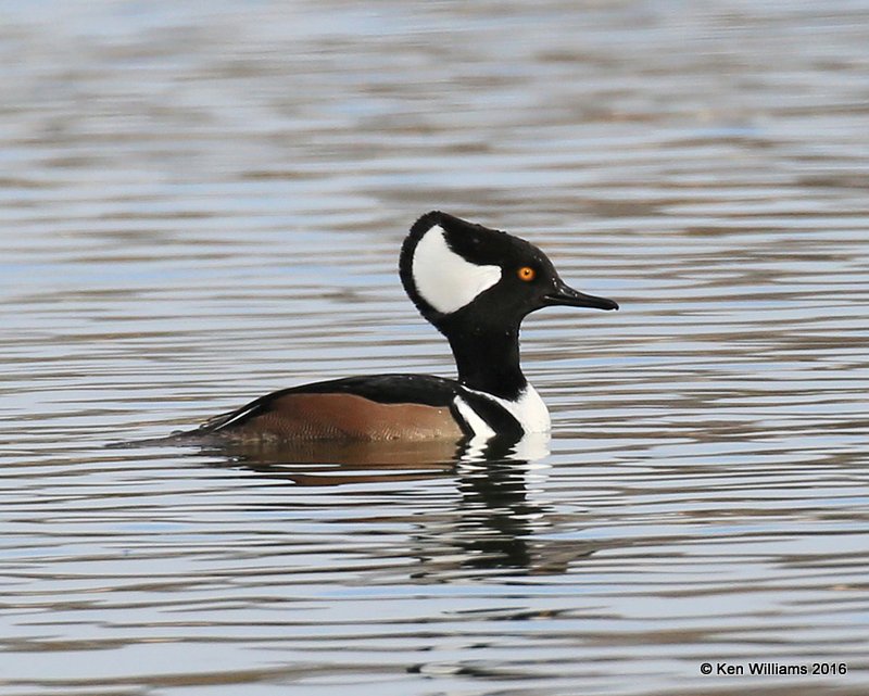 Hooded Merganser male, Tulsa Co, OK, 12-2-16, Jpa_61965.jpg