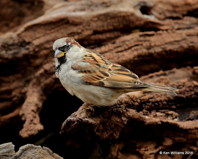 House Sparrow male, Rogers Co yard, OK, 12-3-16. Jpa_62138.jpg