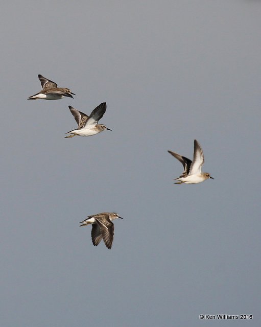 Least Sandpiper, Tulsa Co, OK, 12-2-16, Jpa_62097.jpg