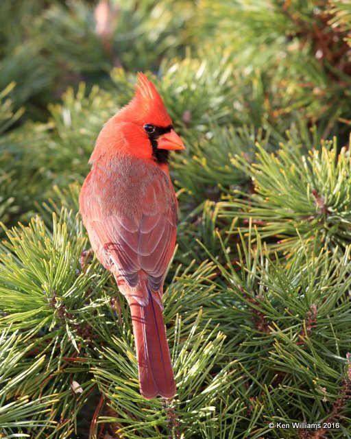 Northern Cardinal male, Rogers Co yard, OK, 11-30-16. Jpa_61883.jpg