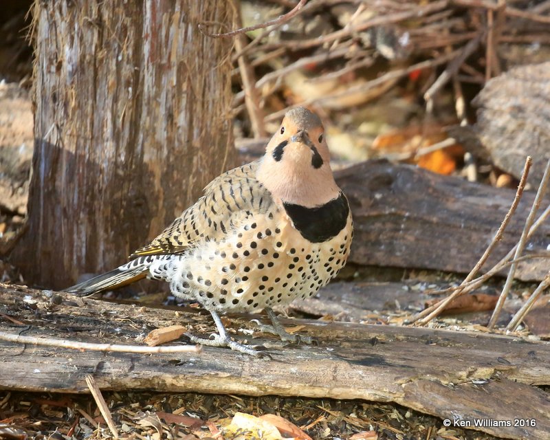 Northern Flicker - Yellow Shafted male, Rogers Co yard, OK, 12-1-16, Jpa_61924.jpg