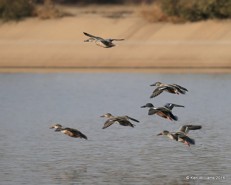 Northern Shoveler, Tulsa Co, OK, 12-2-16, Jpa_61951.jpg