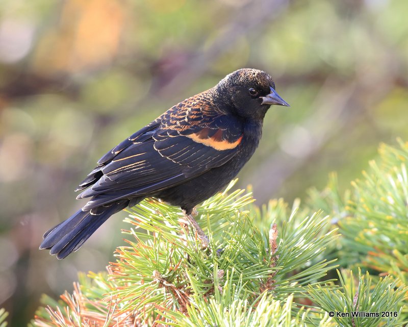 Red-winged Blackbird male nonbreeding plumage, Rogers Co yard, OK, 11-30-16. Jpa_61890.jpg