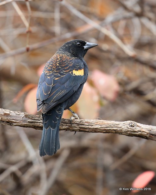 Red-winged Blackbird male nonbreeding plumage, Rogers Co yard, OK, 12-3-16. Jpa_62117.jpg