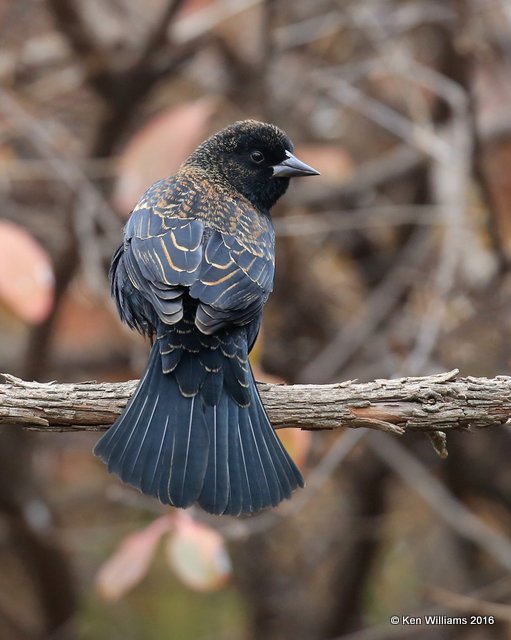 Red-winged Blackbird male nonbreeding plumage, Rogers Co yard, OK, 12-3-16. Jpa_62162.jpg