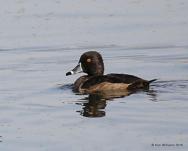 Ring-necked Duck nonbreeding male, Tulsa Co, OK, 12-2-16, Jpa_62076.jpg