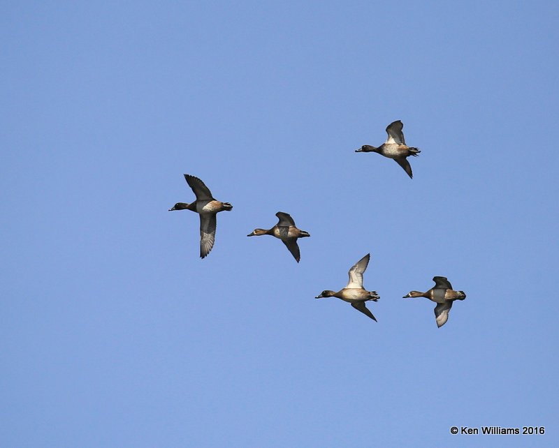Ring-necked Ducks, Tulsa Co, OK, 12-2-16, Jpa_62080.jpg
