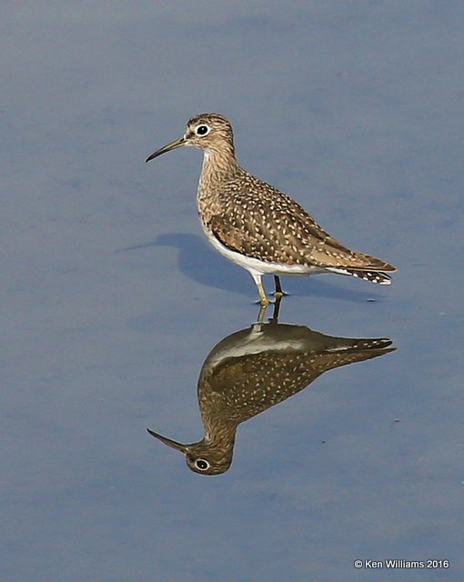 Solitary Sandpiper, Tulsa Co, OK, 12-2-16, Jpa_62107.jpg