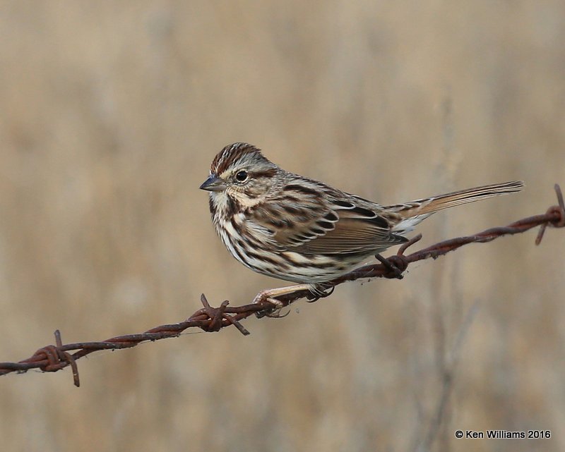 Song Sparrow, Tulsa Co, OK, 12-2-16, Jpa_62061.jpg