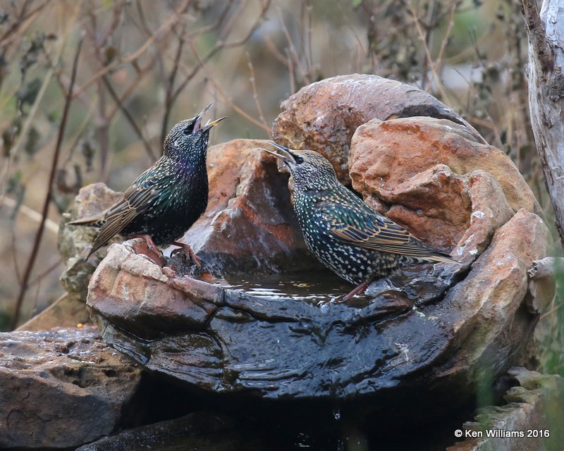 European Starlings, Rogers Co, OK, 12-12-16, Jpa_62410.jpg