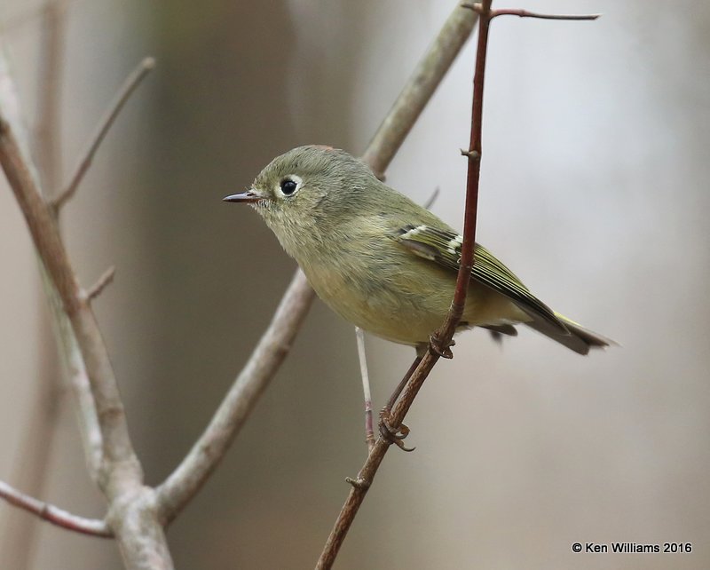 Ruby-crowned Kinglet, Tulsa Co, OK, 12-12-16, Jpa_62497.jpg