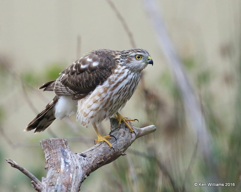 Cooper's Hawk juvenile, Rogers Co, OK, 12-5-16, Jpa_62320.jpg