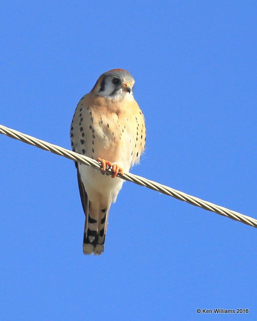 American Kestrel, Noble Co, OK, 12-20-16, Jpa_63431.jpg