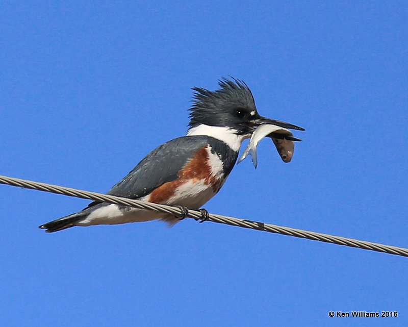 Belted Kingfisher female, Kay Co, OK, 12-20-16, Jpa_63524.jpg