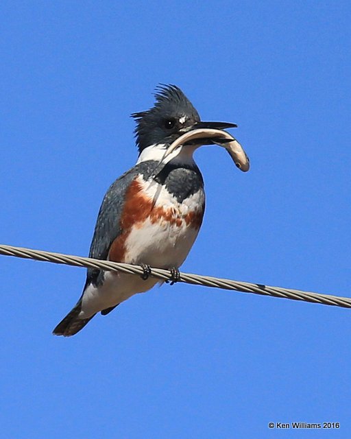 Belted Kingfisher female, Kay Co, OK, 12-20-16, Jpa_63551.jpg