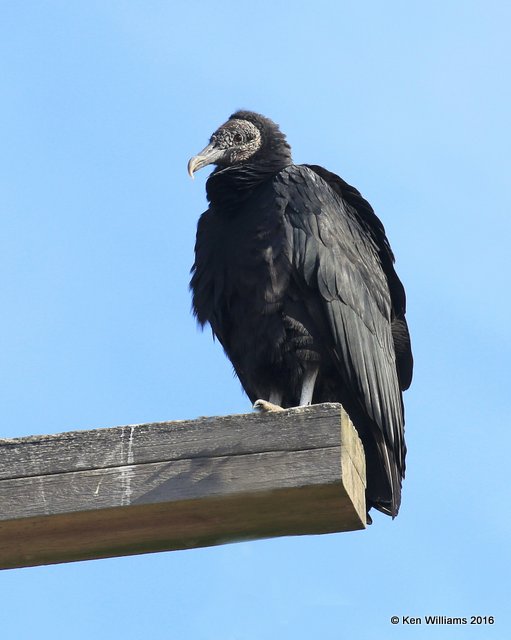 Black Vulture, Tenkiller Lake, OK, 12-19-16, Jpa_63014.jpg