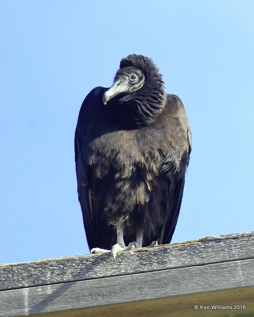 Black Vulture, Tenkiller Lake, OK, 12-19-16, Jpa_63018.jpg