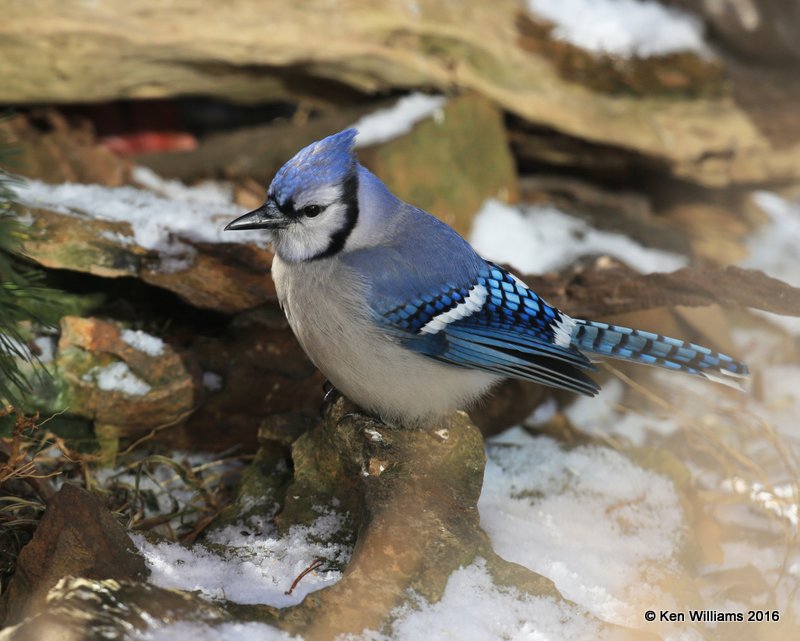 Blue Jay, Rogers Co. yard, OK, 12-18-16, Jpa_62683.jpg