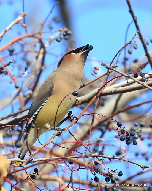 Cedar Waxwing, Tenkiller Lake, OK, 12-19-16, Jpa_63102.jpg