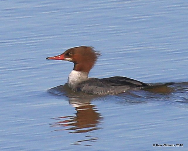 Common Merganser, Kay Co, OK, 12-20-16, Jpa_63496.jpg