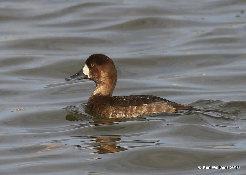 Greater Scaup female, Tulsa Co, OK, 12-26-16, Jpa_64085.jpg