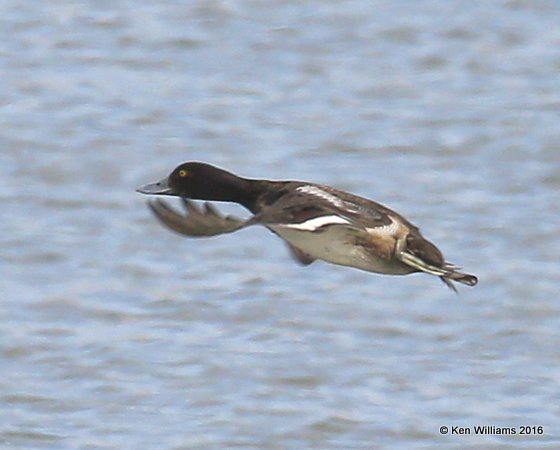 Greater Scaup male, Tulsa Co, OK, 12-26-16, Jpa_64136.jpg