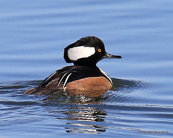 Hooded Merganser male, Kay Co, OK, 12-20-16, Jpa_63612.jpg