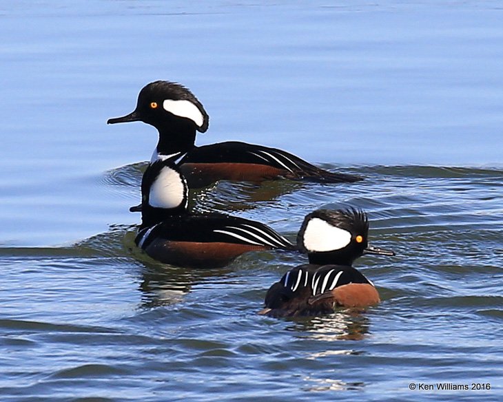 Hooded Merganser males, Kay Co, OK, 12-20-16, Jpa_63614.jpg