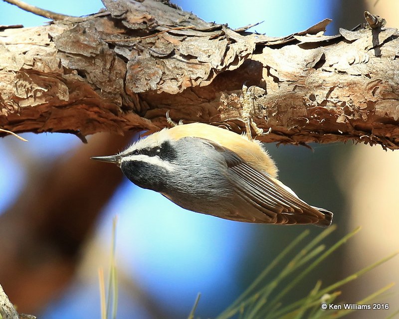 Red-breasted Nuthatch, Ft Gibson Lake, Wagoner Co, OK, 12-19-16, Jpa_63302.jpg