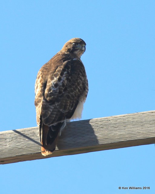 Red-tailed Hawk -  Eastern, Noble Co, OK, 12-20-16, Jpa_63475.jpg