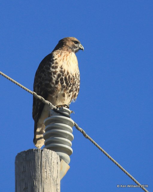 Red-tailed Hawk - Eastern, Noble Co, OK, 12-20-16, Jpa_63414.jpg